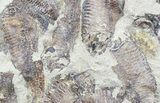 Fossil Fish (Gosiutichthys) Mortality Plate - Lake Gosiute #54971-1
